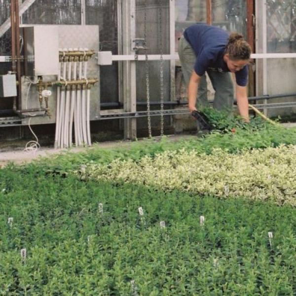 Nursery Greenhouses